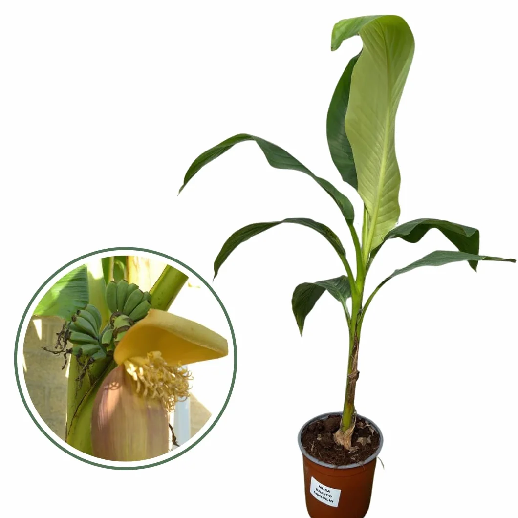 MUSA Basjoo Sakhalin (M. japonica) Banano giapponese, Pianta reale, Albero da banane, Pianta da frutto, Banano vero, Banano rustico, Fiori bianchi, Banane non commestibili