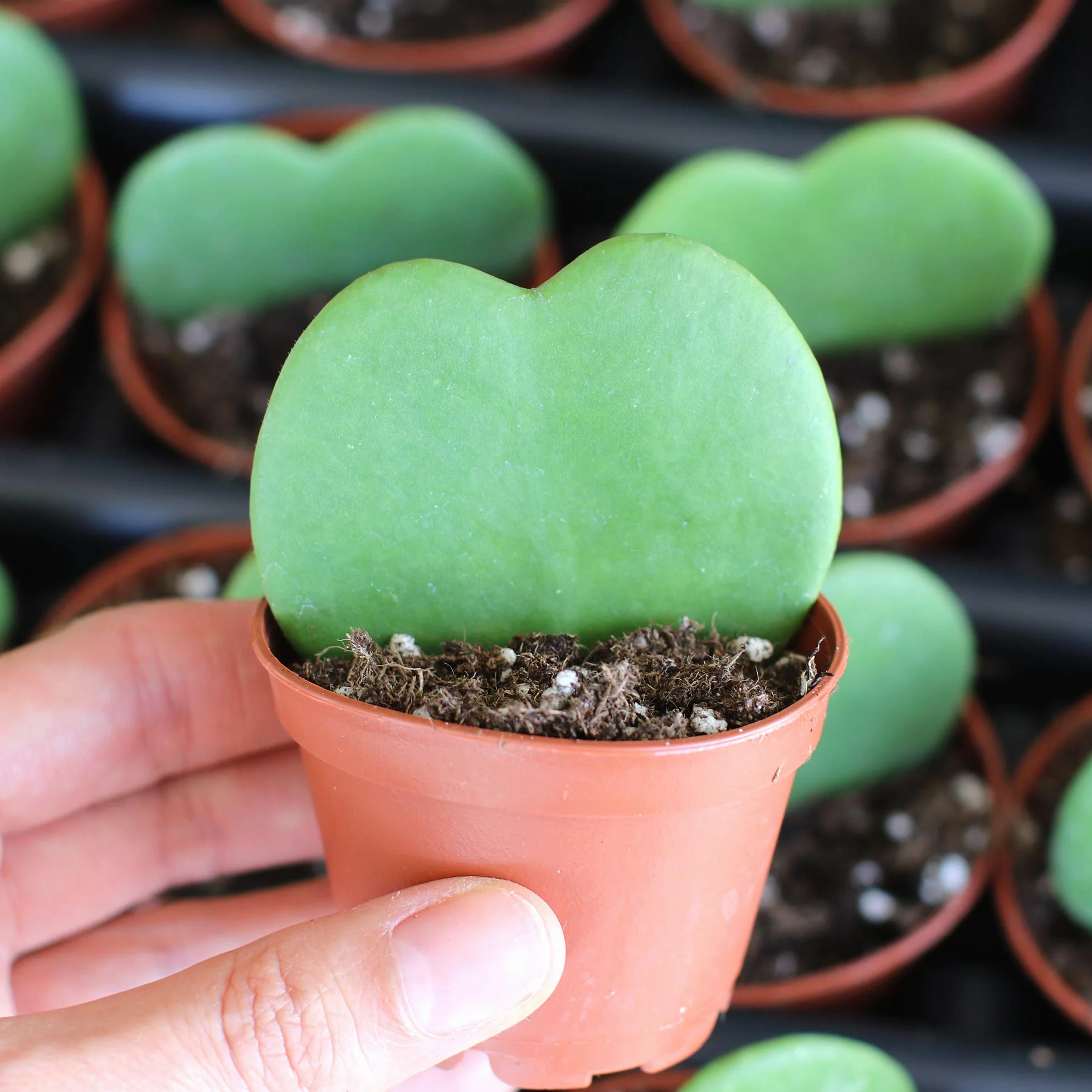 1 PIANTA Hoya KERRII Fiore di Cera Vaso 6CM Forma di Cuore