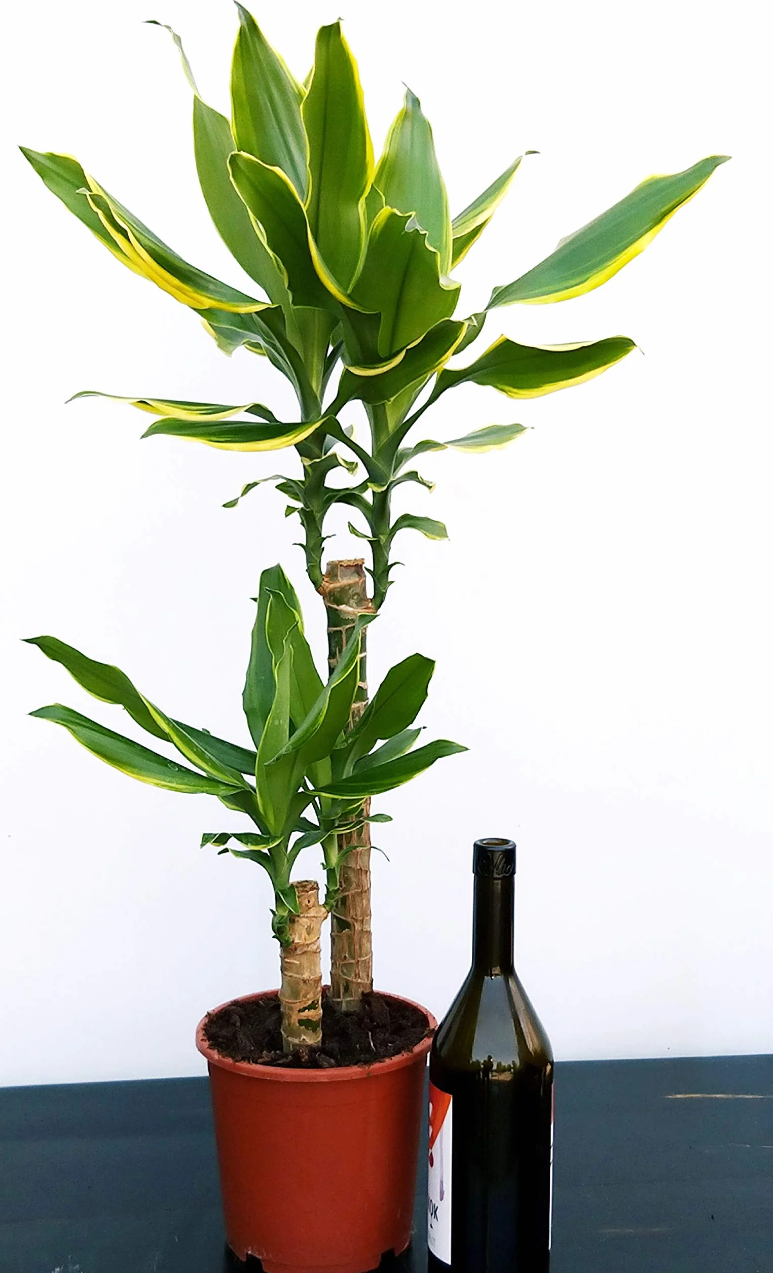 POWERS TO FLOWERS - DRACENA YELLOW COAST 2 TRONCHI, pianta vera
