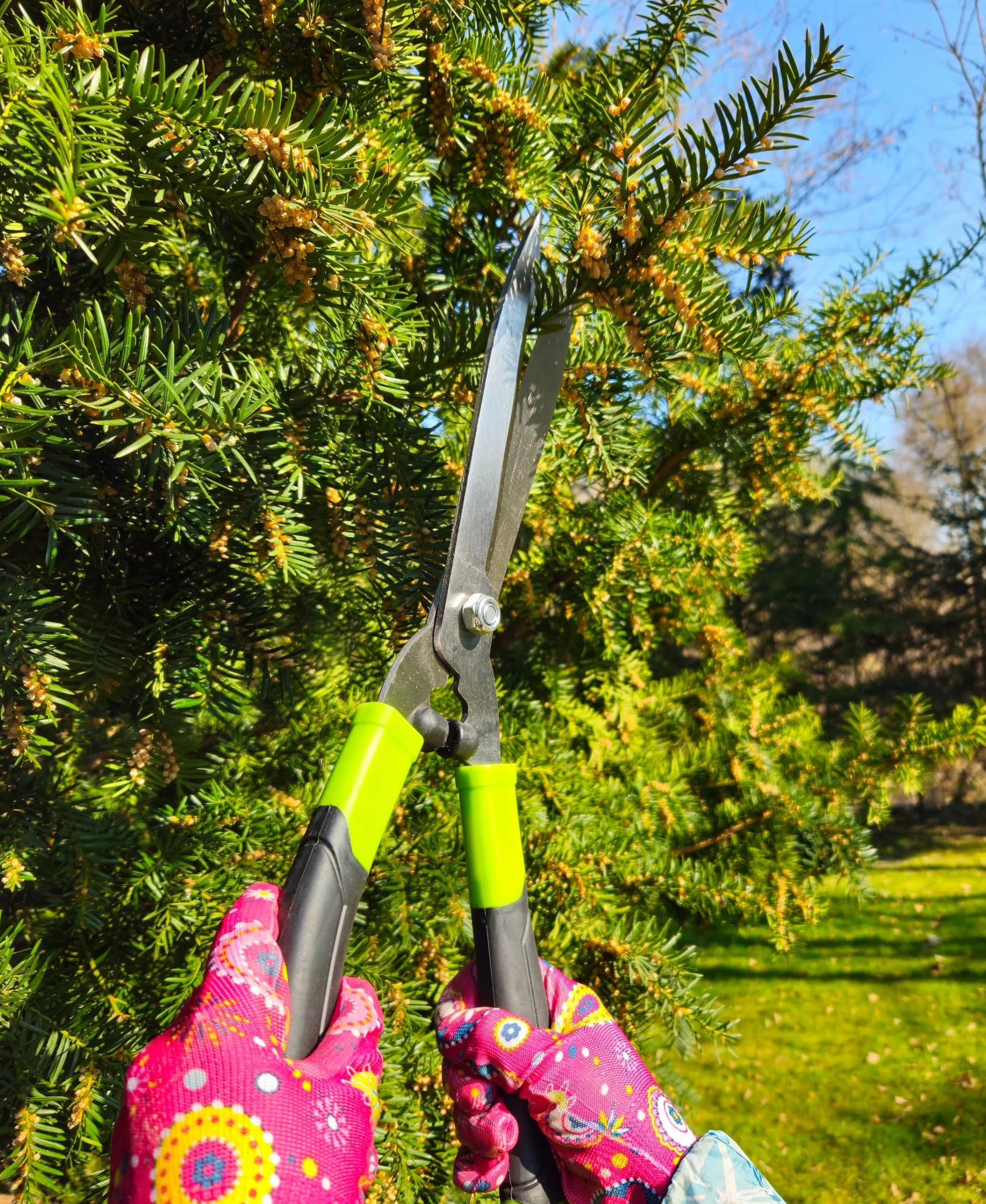 MIVOS Cesoie per siepi 45 cm lame in acciaio robuste troncarami