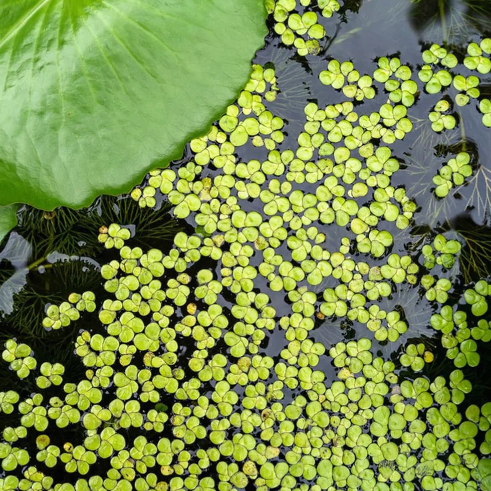 semi di lenticchia d'acqua (Lemna minor). lenticchia d'acqua per mini laghetto galleggianti da interno stagno, perenni medicinali 250pcs