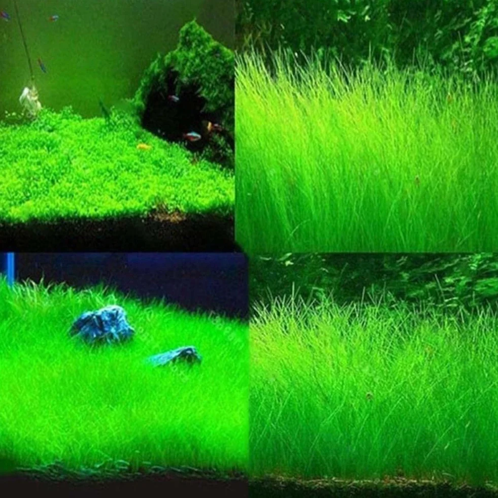 Haloppe 600Pcs Acqua Erba Fiori Piante Semi per la casa Giardino Piantare, Acquatici Acqua Erba Semi di piante Serbatoio di pesce Acquario Paesaggio Decorazione Semi di erba acquatica