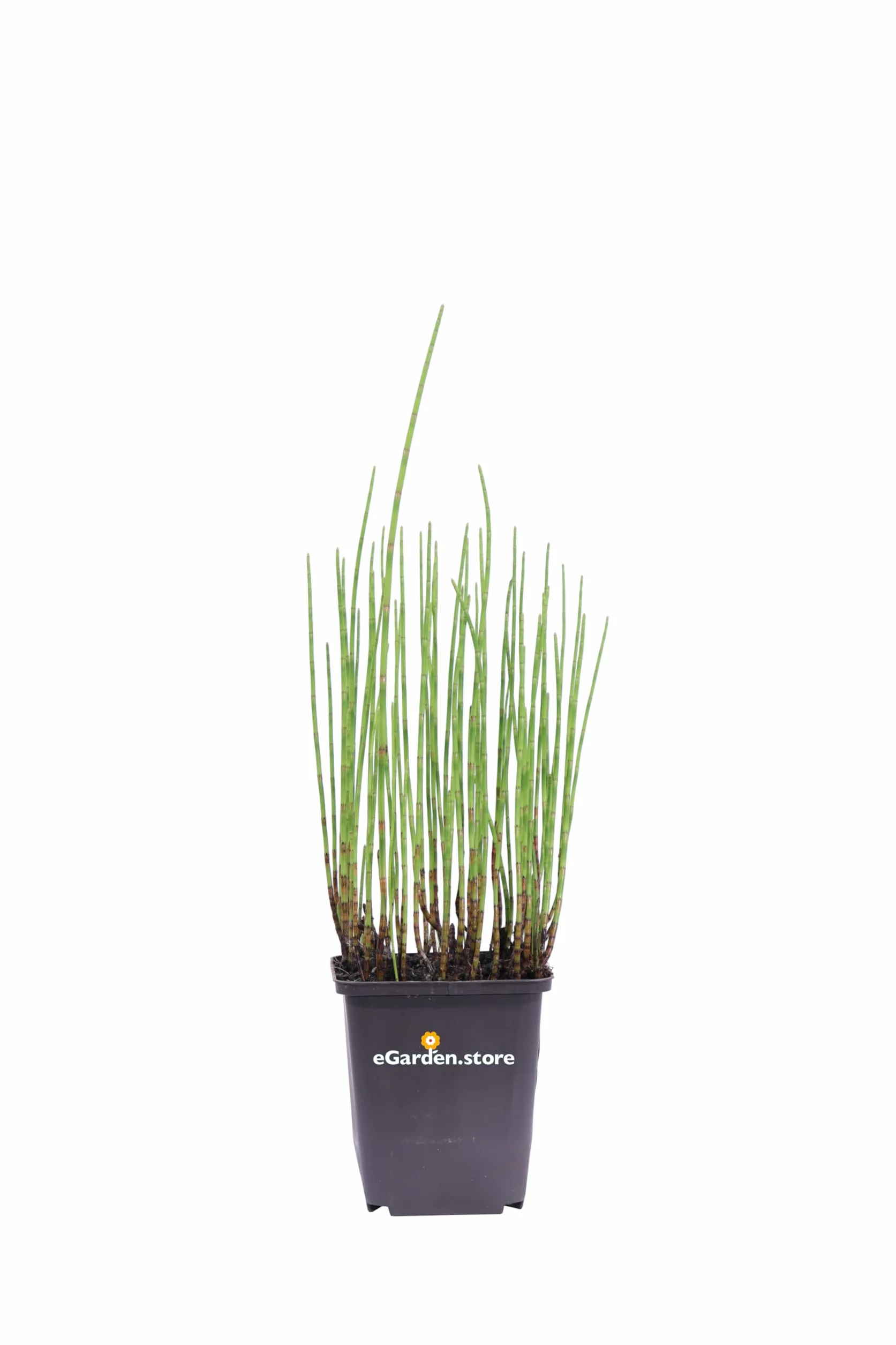 Pianta di Equiseto D'Acqua o Equisetum Fluviatile pianta ornamentale da interno o esterno pianta vera da arredo venduta da eGarden.store