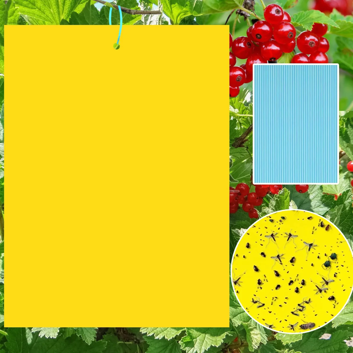 Sunshine smile 40 Lavagne Gialle per Insetti, Trappola Adesiva, Adesivi Gialli su Entrambi i Lati, Trappola Adesiva per Mosche (40-Giallo)