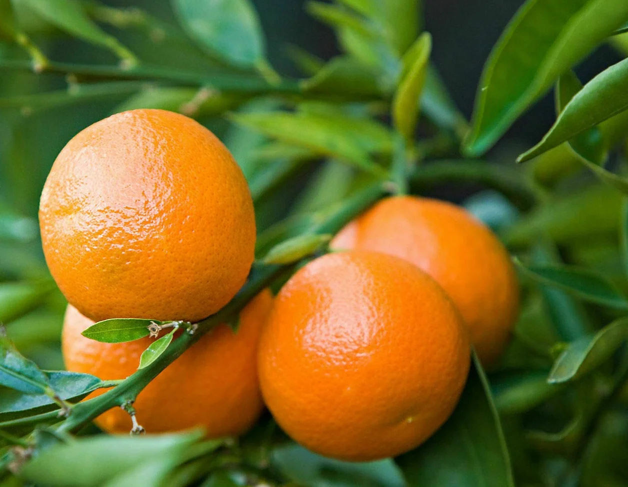 Mandarino Clementino "Citrus x clementina" pianta innestata in vaso ø22 cm Agrumi di Sicilia, Made in Italy, Vivaio di Castelletto