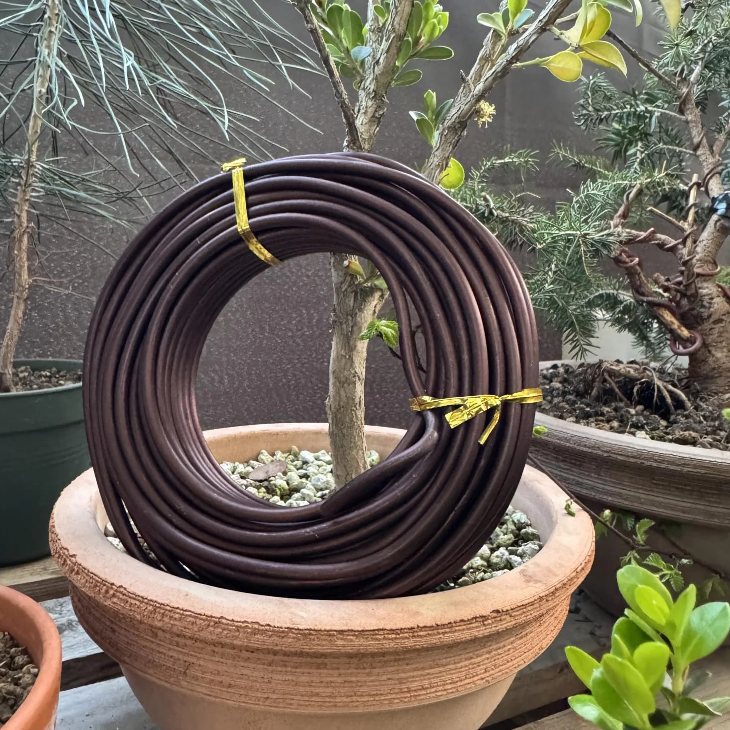 ULISSE® BonsaiPro Aluminium Optima - Filo per Bonsai Brunito - Modellabile e Resistente - Vari Diametri - 500g - per Modellare e Correggere la Forma dei Rami - Attrezzi Bonsai Professionali (5,5 mm)