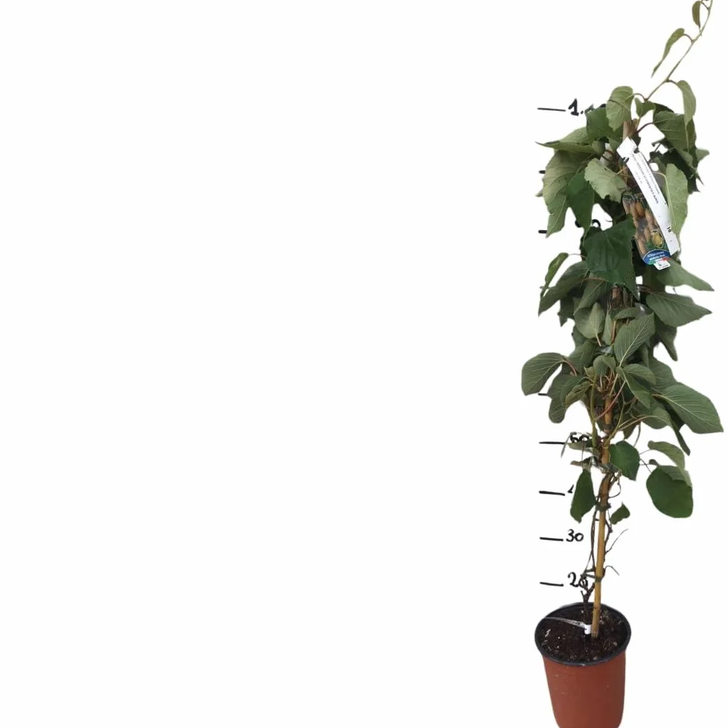 Vivaio Garden Forest Pianta di Kiwi Actinidia Chinensis, Pianta Autofertile, Pianta di Kiwi, Pianta reale, Pianta rampicante, Cina, Sapore dolce, Frutta ricca di Vitamina C, Vaso 18cm, H180cm