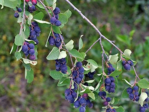 1 PIANTA DI AMELANCHIER ALNIFOLIA O BACCA DEI PICCIONI