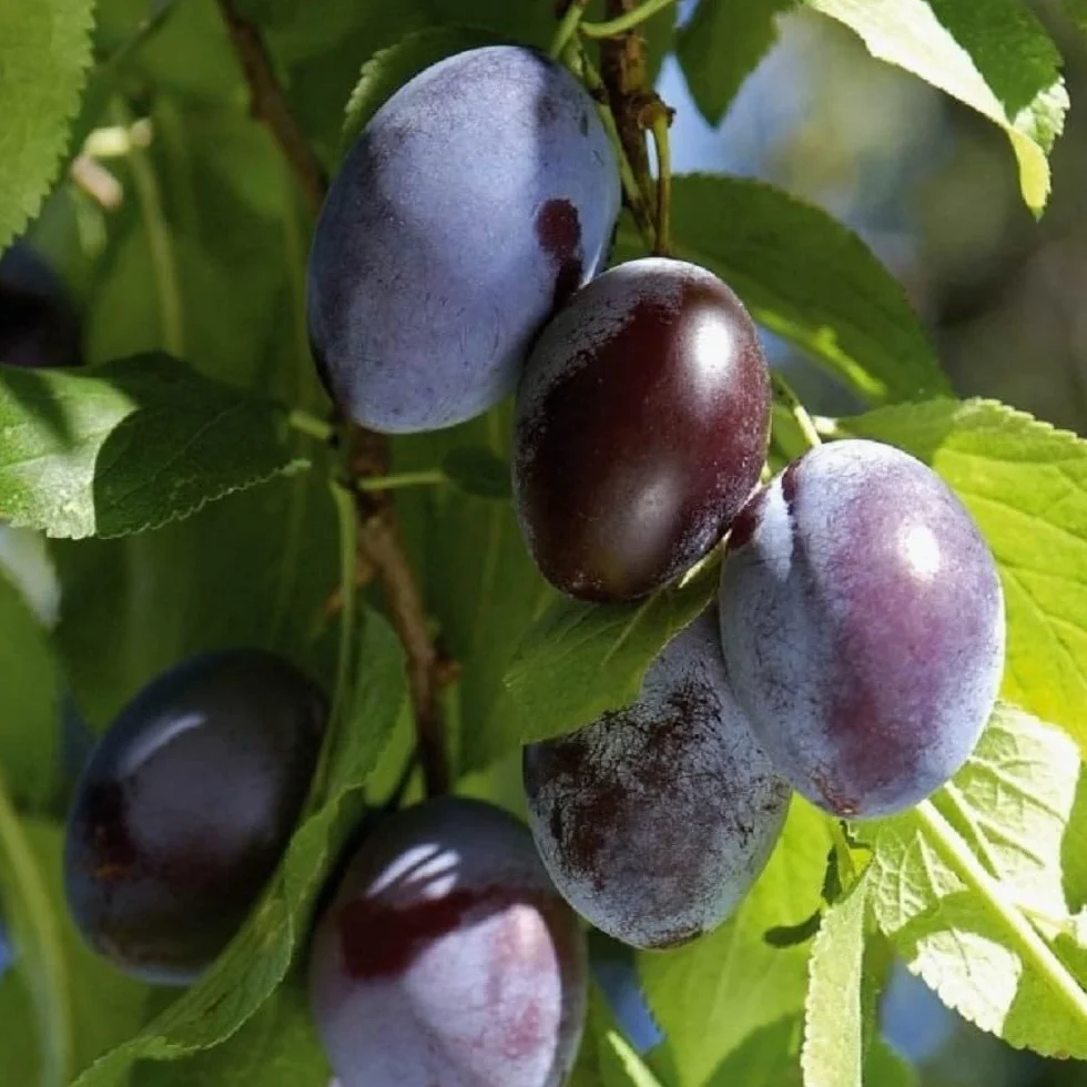 PIANTA DA FRUTTO SUSINO CASALINGA in vaso 20 età 2/3 anni (foto reali)