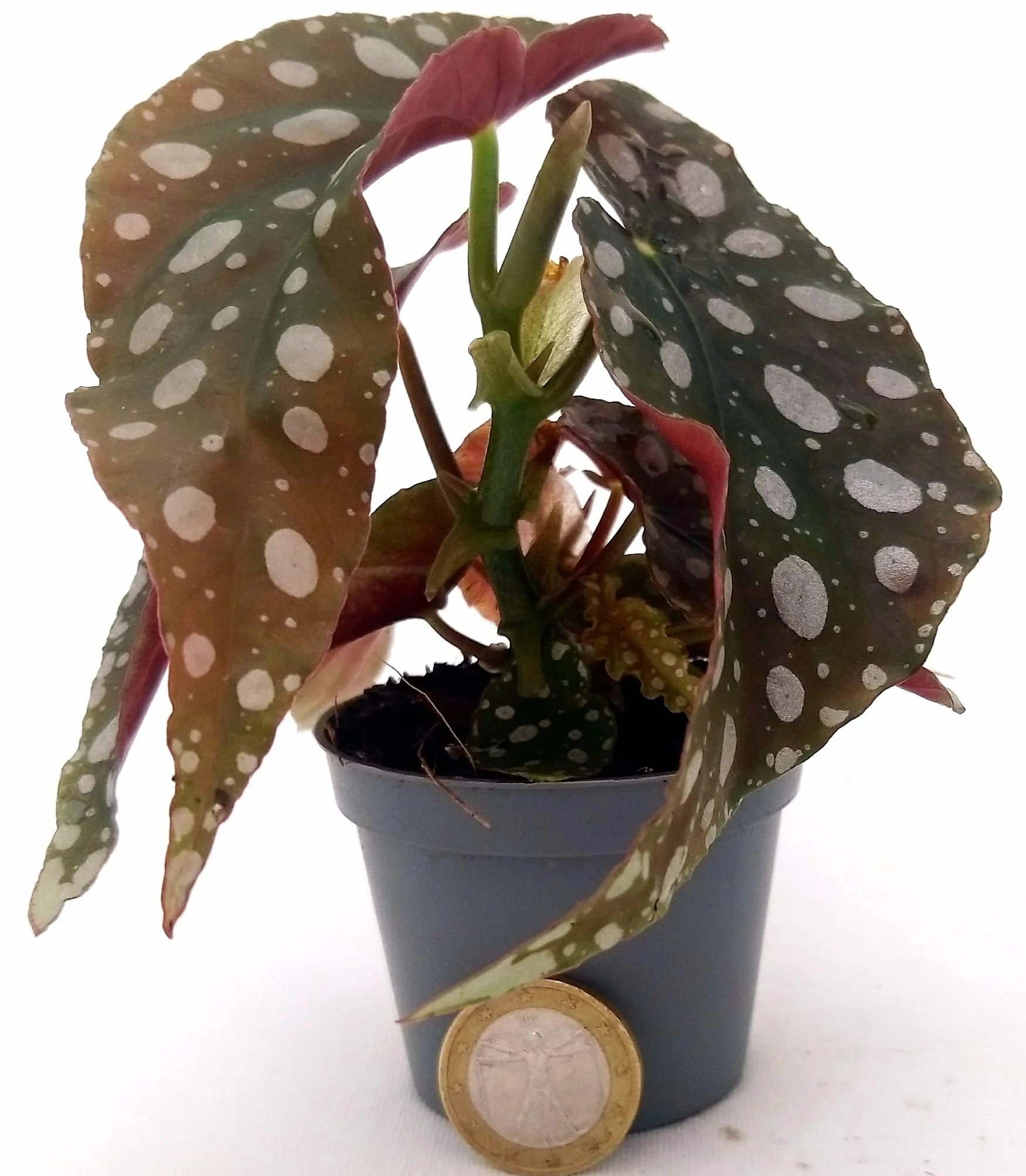 POWERS TO FLOWERS - BEGONIA MACULATA MINI IDEALE PER TERRARIUM, pianta vera