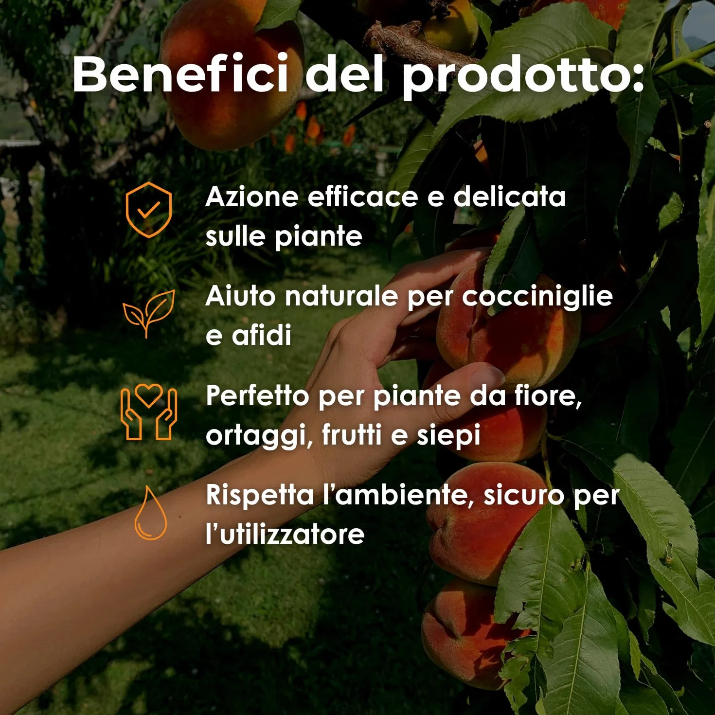VEGETOL® olio bianco vegetale per insetti parassiti (afidi-cocciniglie) corroborante liquido COLTIVAZIONE BIOLOGICA DI ALTA QUALITÀ (1 Kg)
