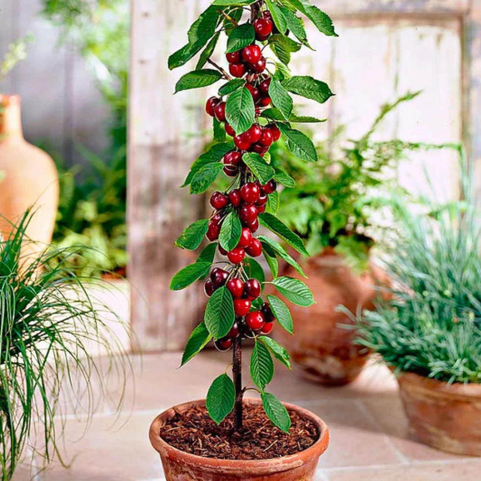 Alberi da frutto colonnari - Altezza 80 cm - Ideali per balconi, terrazze, piccoli giardini - Adatto per vasi e terra (Ciliegio)