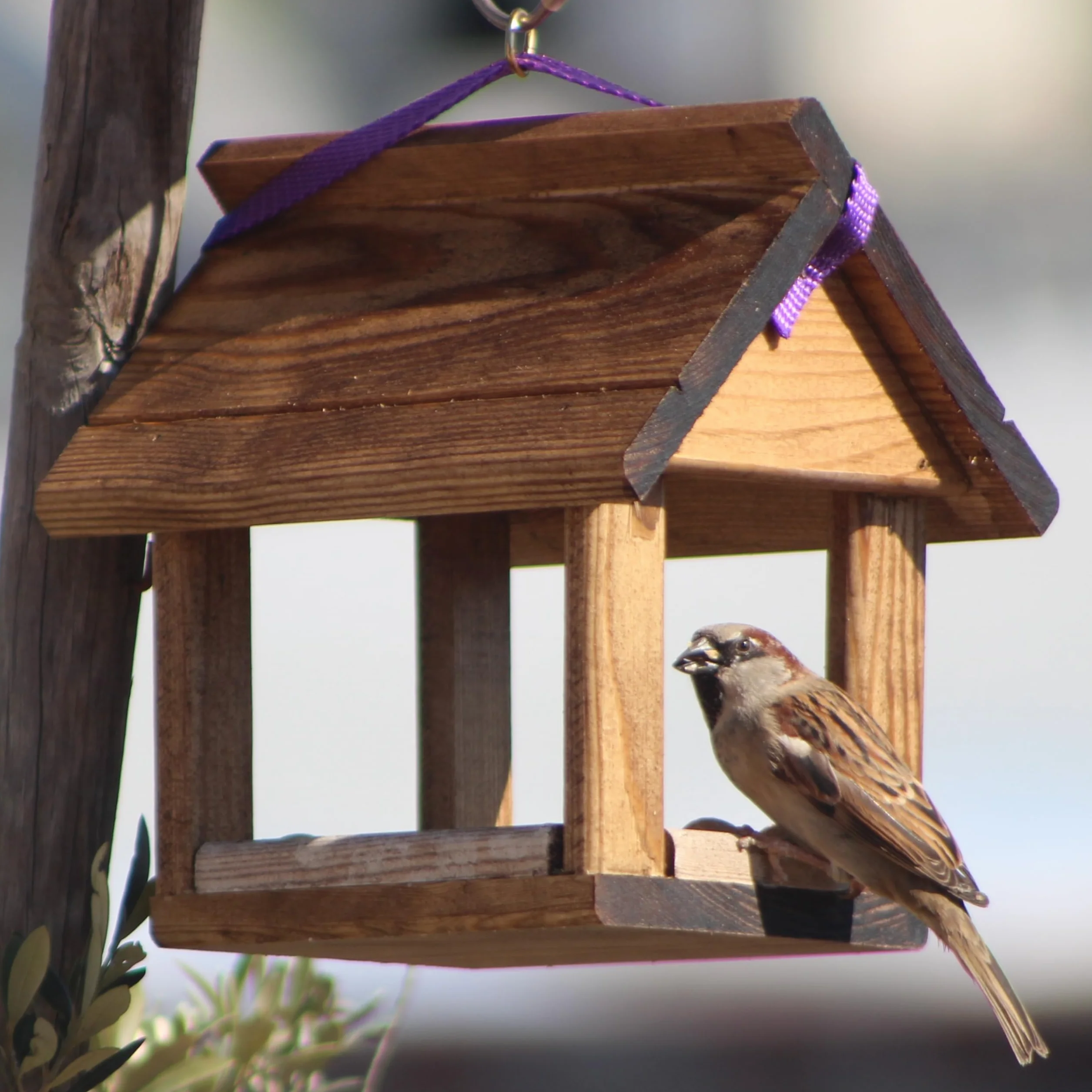 Mangiatoia per uccelli SPARROW 500 g cibo per uccelli selvatici