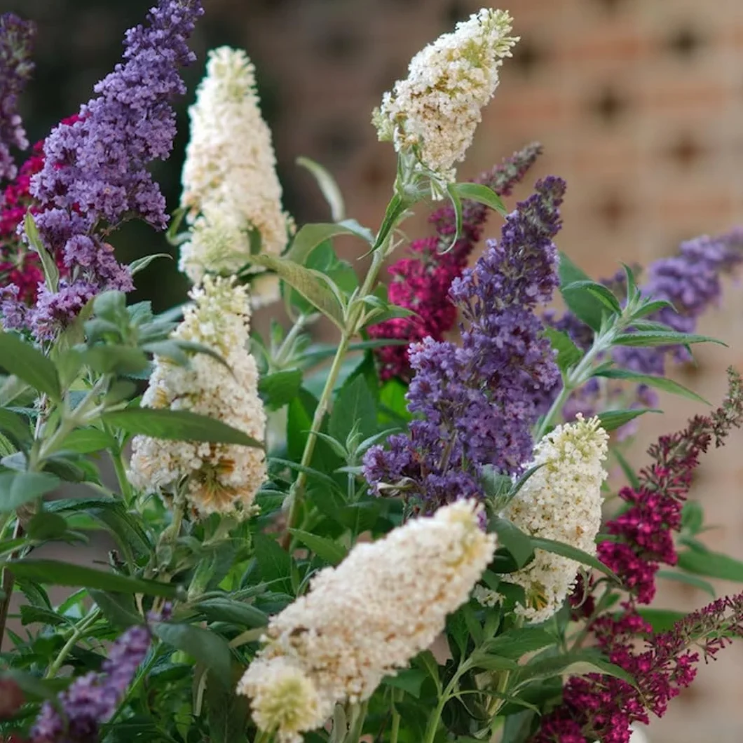 Albero delle Farfalle, Buddleja Davidii Tricolor, Buddleia Pianta in Vaso ø18 cm h 60/100 cm, Pianta Vera Vivaio di Castelletto