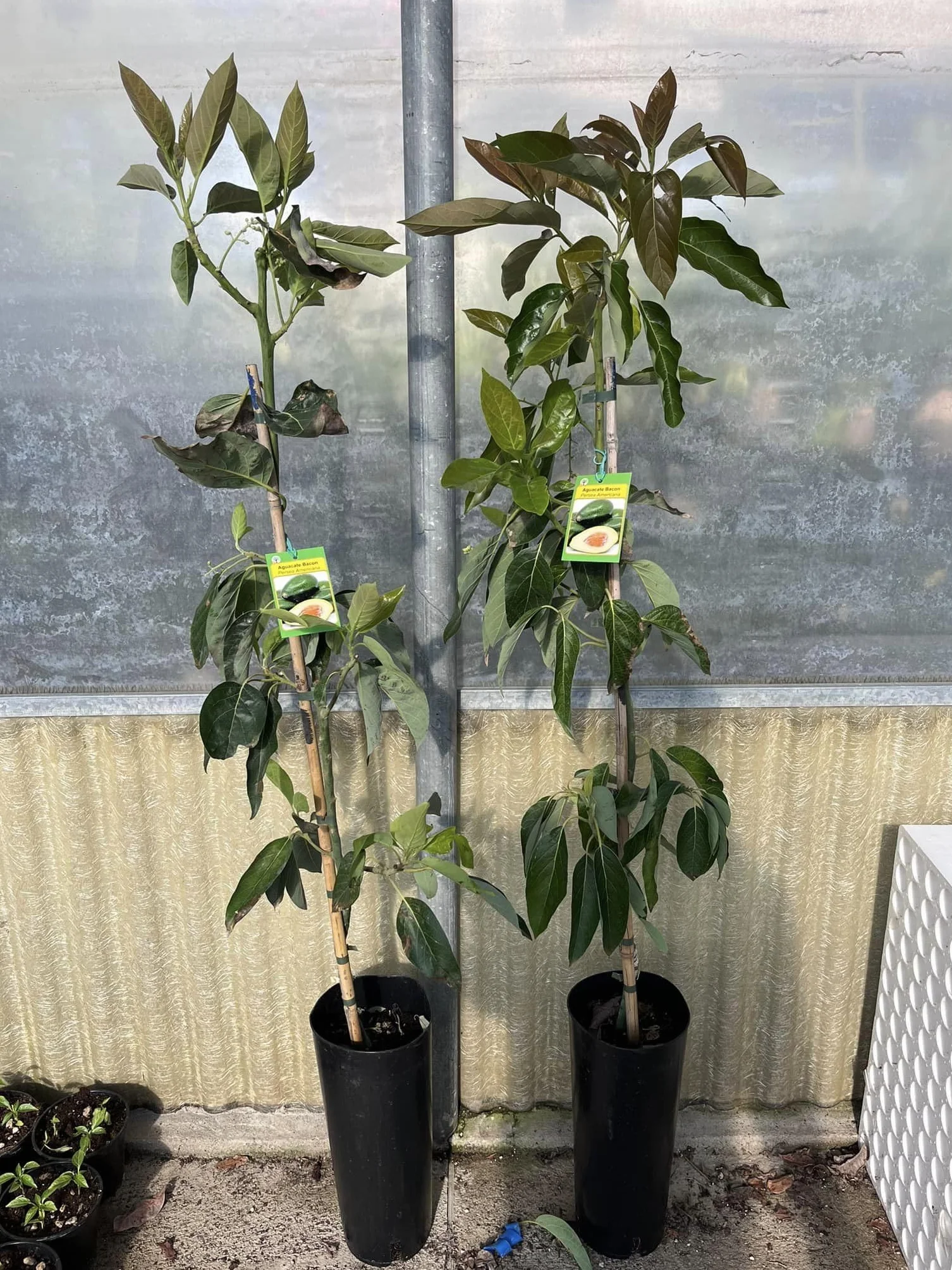 Pianta persea americana, piante di avocado innestato, altezza 120, frutto esotico (BACON)