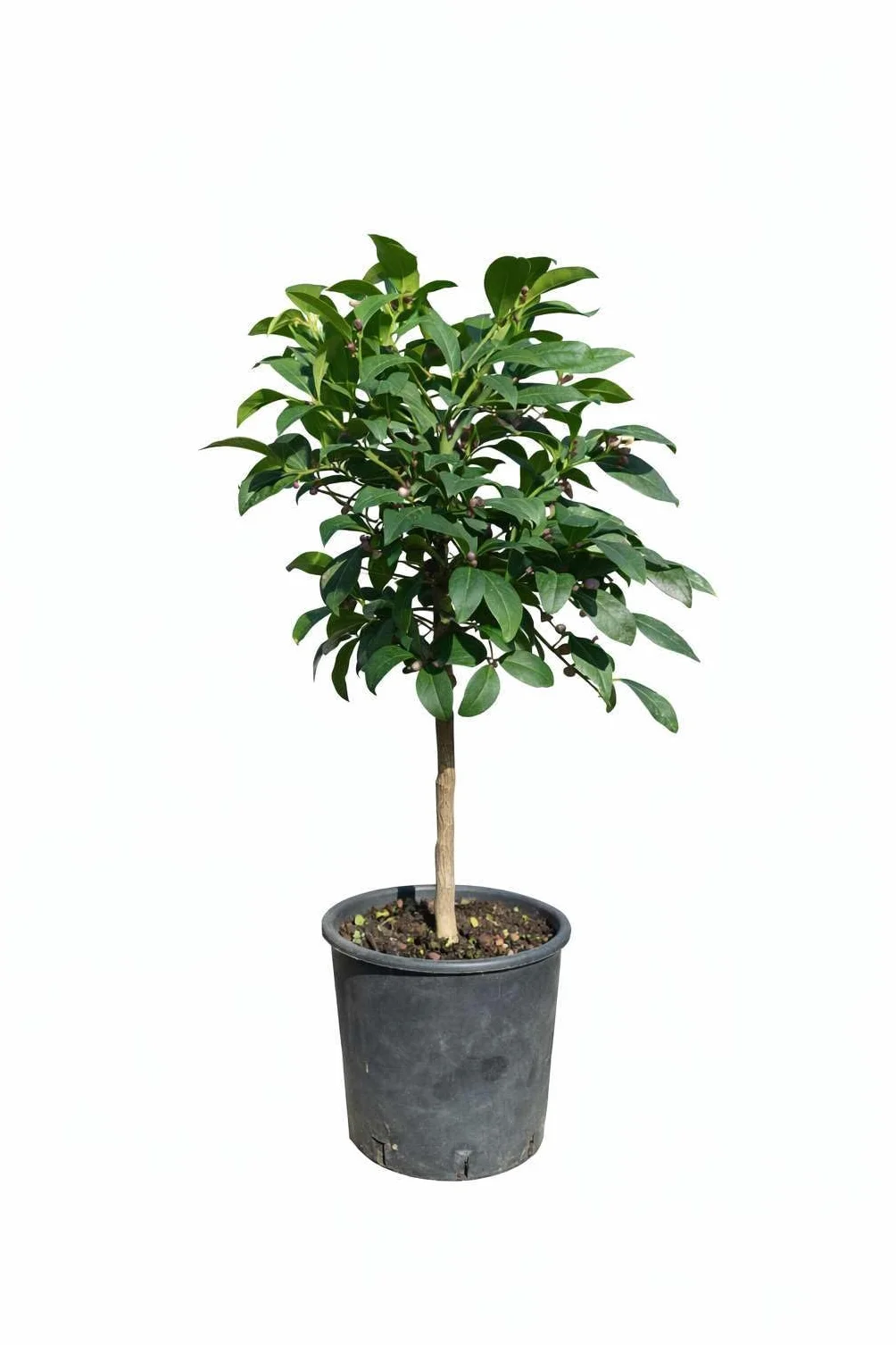 Pianta di Limone Meyer (vaso - 20) - Immagine reale