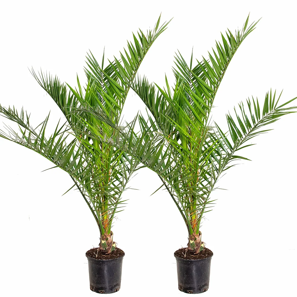 Bloomique - Set di 2 - Phoenix Canariensis - Palma delle Canarie - Palma da Giardino - Resistente al Freddo - Alte 80-100 cm - Vaso 19 cm