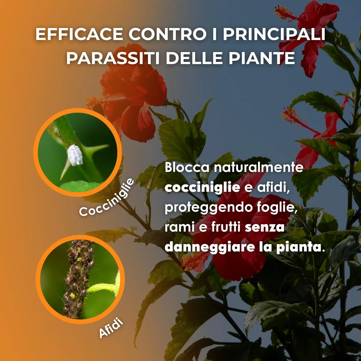 VEGETOL® olio bianco vegetale per insetti parassiti (afidi-cocciniglie) corroborante liquido COLTIVAZIONE BIOLOGICA DI ALTA QUALITÀ (1 Kg)