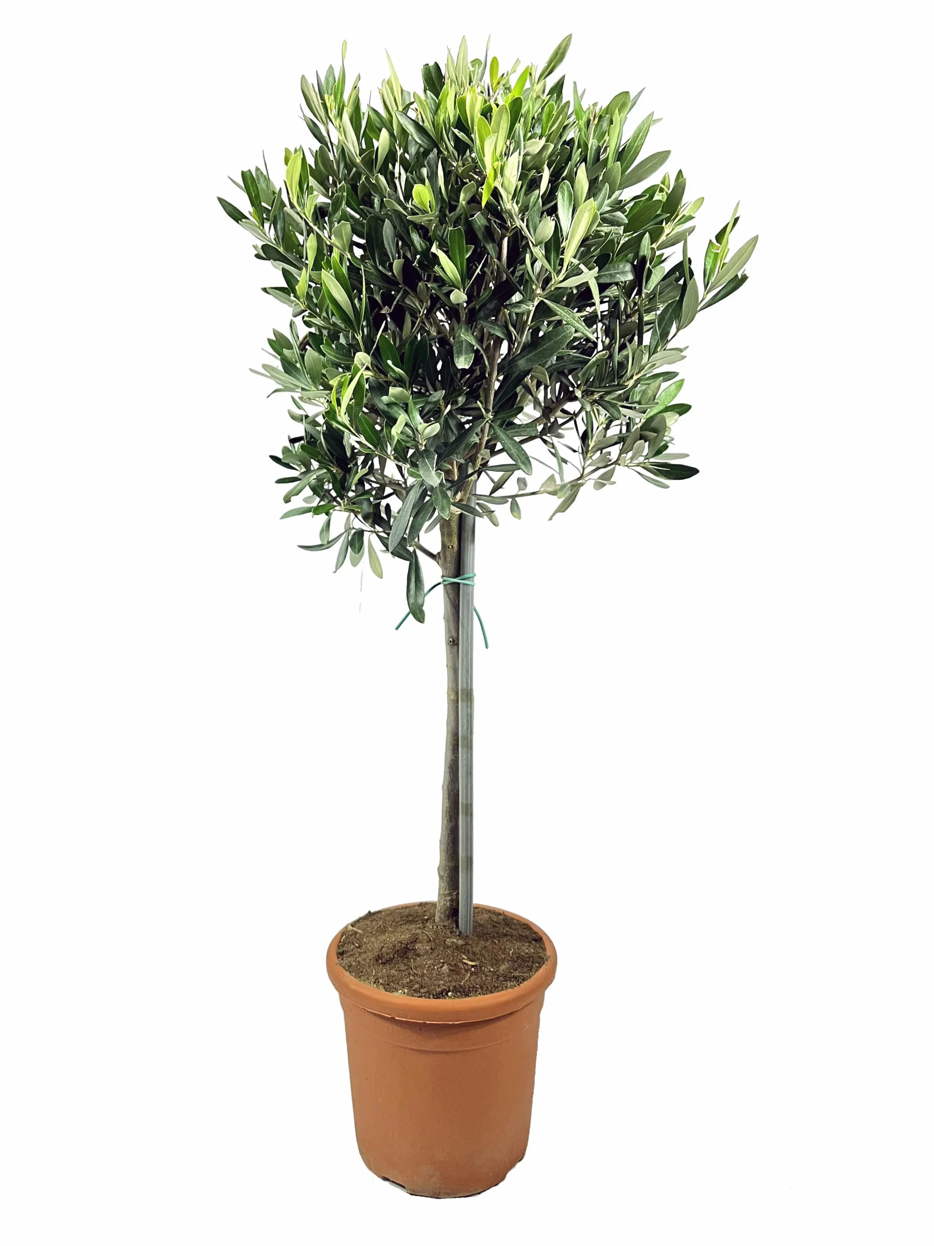 Ulivo Olivo "Olea europea" pianta ad alberello in vaso ø20 cm FOTO REALI Vivaio di Castelletto