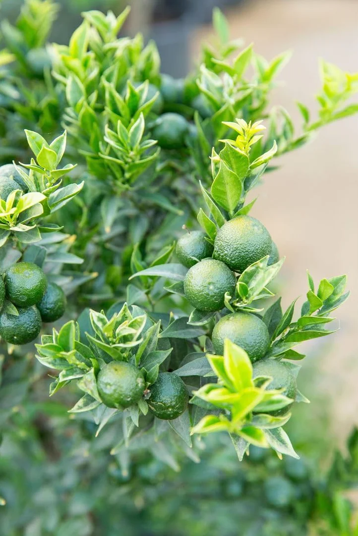 Chinotto "Citrus x myrtifolia" pianta di agrumi di Sicilia in vaso ø20 cm Vivaio di Castelletto
