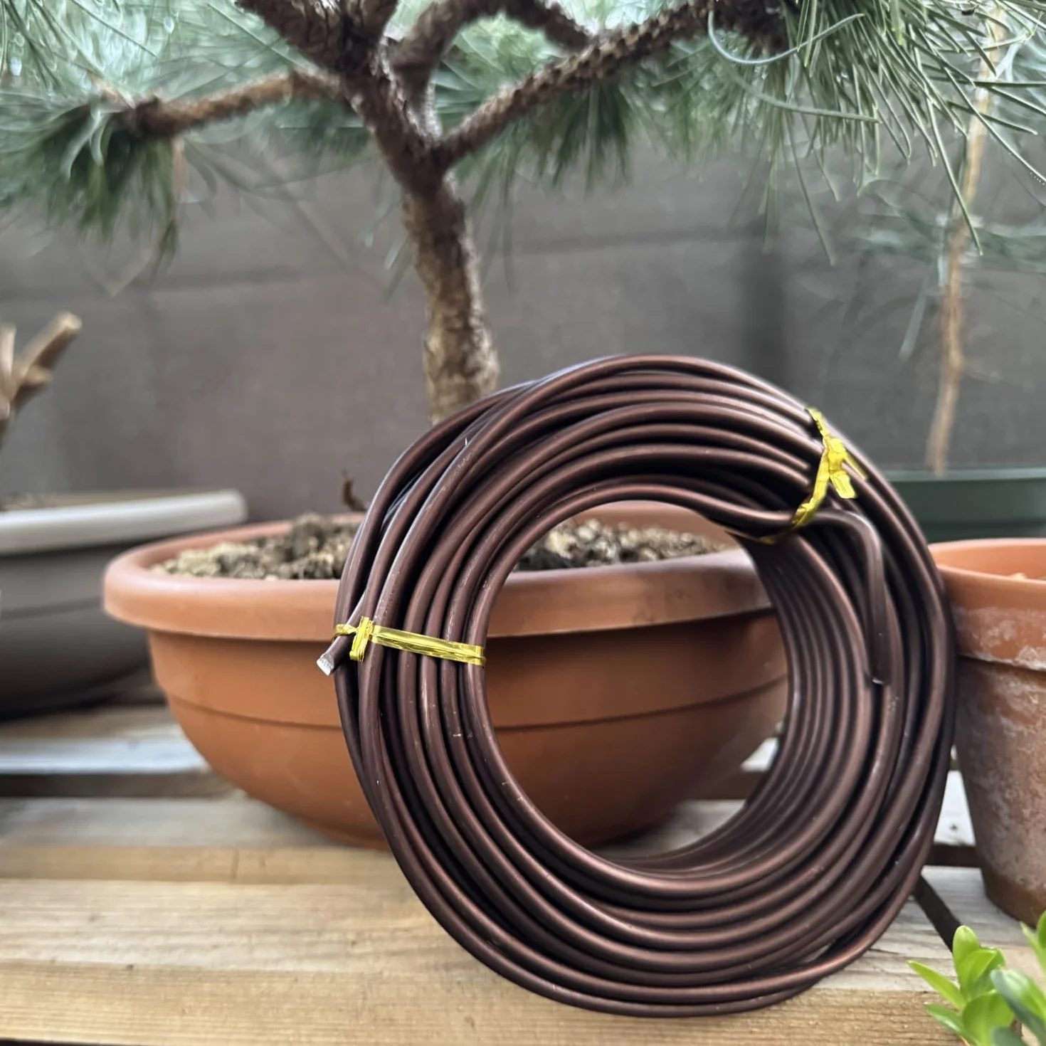 ULISSE® BonsaiPro Aluminium Optima - Filo per Bonsai Brunito - Modellabile e Resistente - Vari Diametri - 500g - per Modellare e Correggere la Forma dei Rami - Attrezzi Bonsai Professionali (5,5 mm)