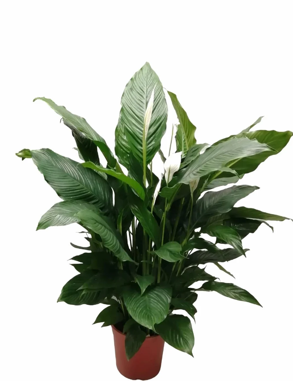 Spathiphyllum Spatifillo pianta vaso 17 70 cm fiore bianco foto reale purificatrice