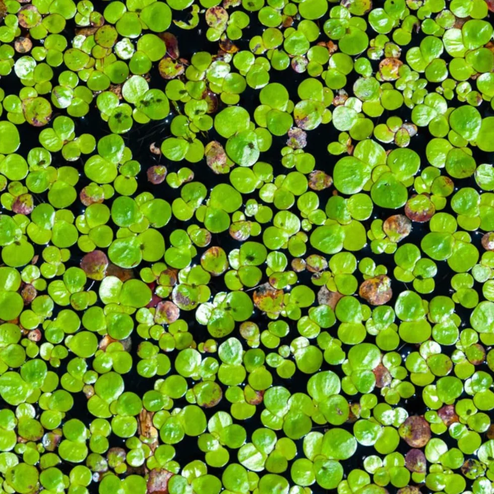 semi di lenticchia d'acqua (Lemna minor). interno galleggianti resistenti all'esterno decorazione da giardino per esterni di stagno, 400pcs