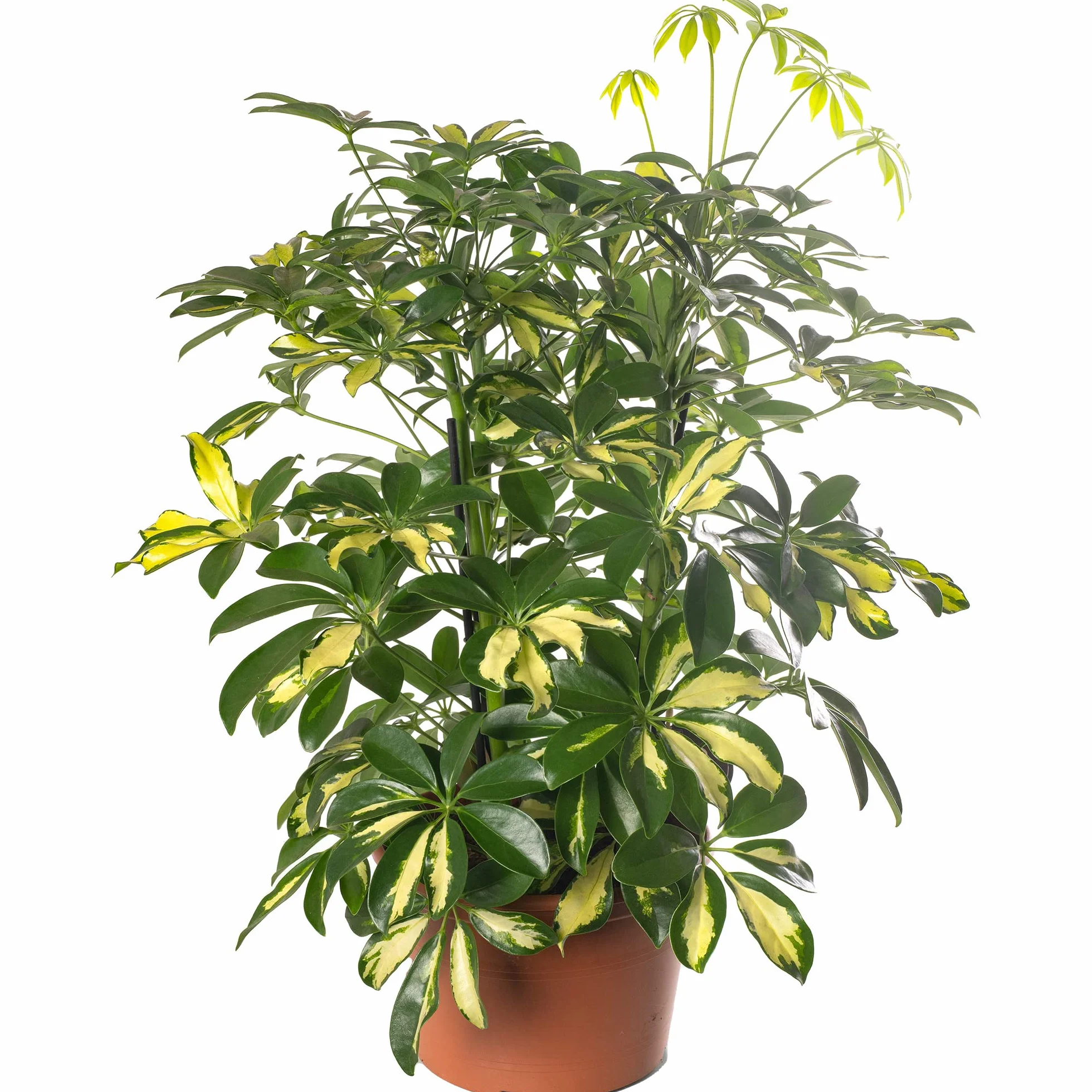 Pianta d'appartamento grande Schefflera Gold Capella, sempreverde e rara.