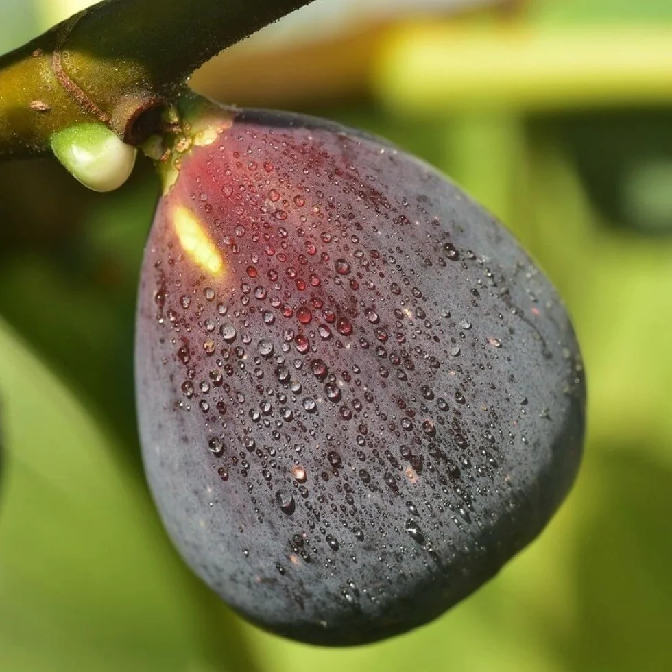 PIANTA DA FRUTTO FICO BROGIOTTO NERO in vaso 20 età 2/3 anni (foto reali)