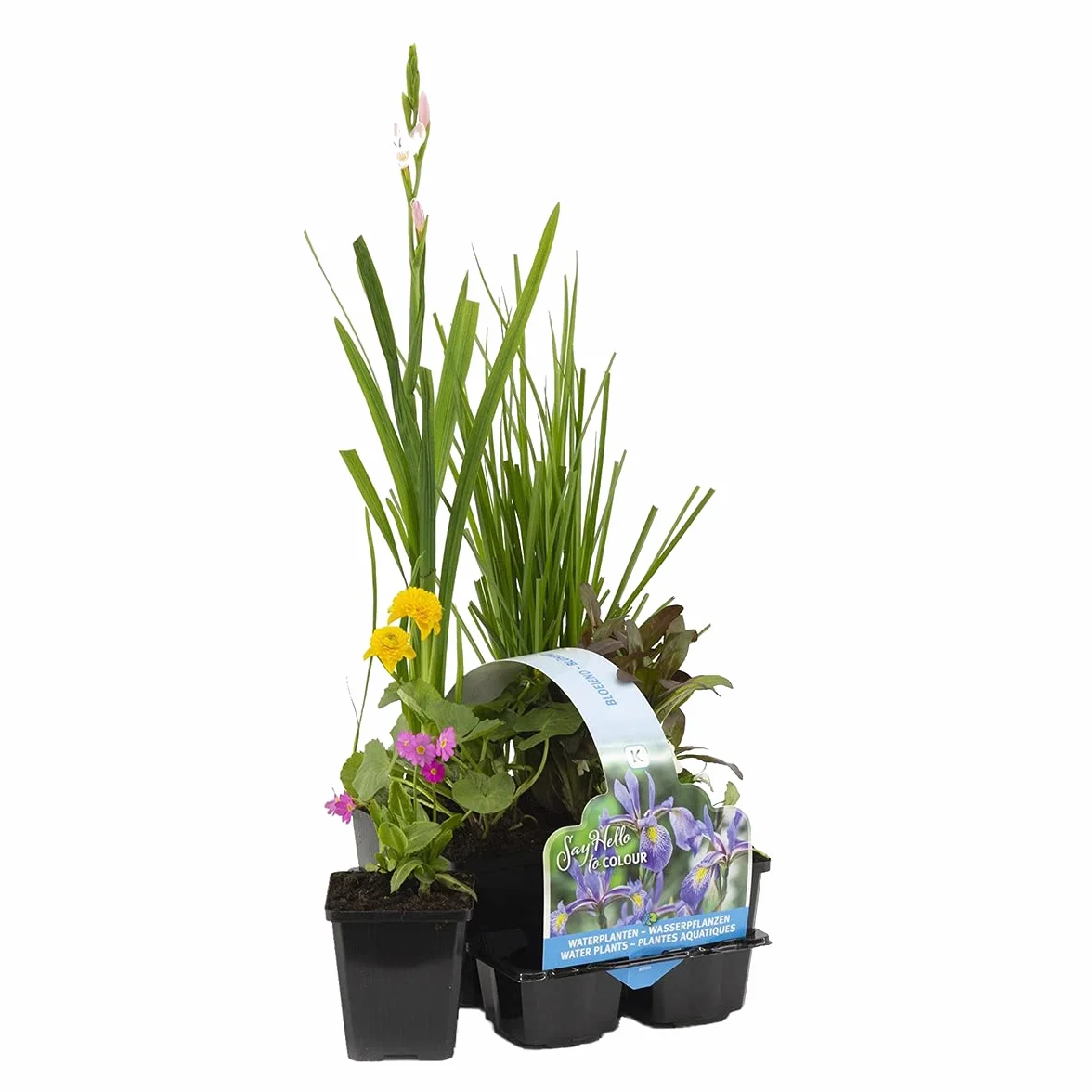 Bloomique - Set di 6 - Piante da Stagno Fiorite - Achillea, Caltha, Lobelia, Lysimachia, Mazus, Schizostylis - Zona 1-2 - Alte 15-25 cm - Vaso 9 cm