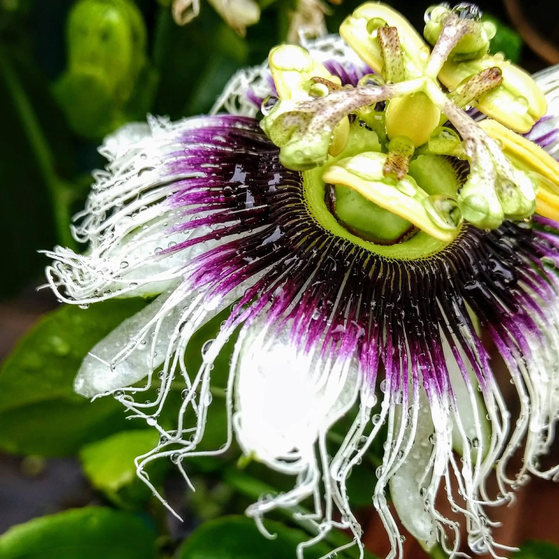 Vivai le Georgiche - Pianta vera di Passiflora edulis f. flavicarpa Granadilla gialla Maracuja dolce, Frutto della passione giallo - altezza alla vendita 80-100 cm