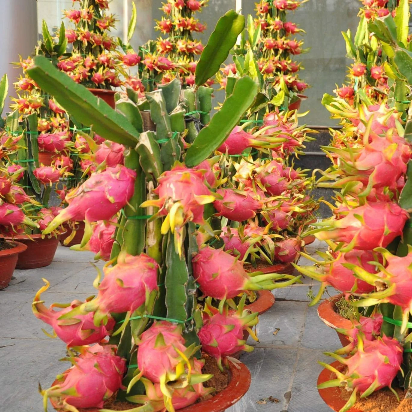 1 PIANTA DI PITAYA ROSSA, 30-40 CM, FRUTTO DEL DRAGO, VARIETA' AUTOFERTILE JINDU N1/GUYUTE VIVAI VALTELLINA