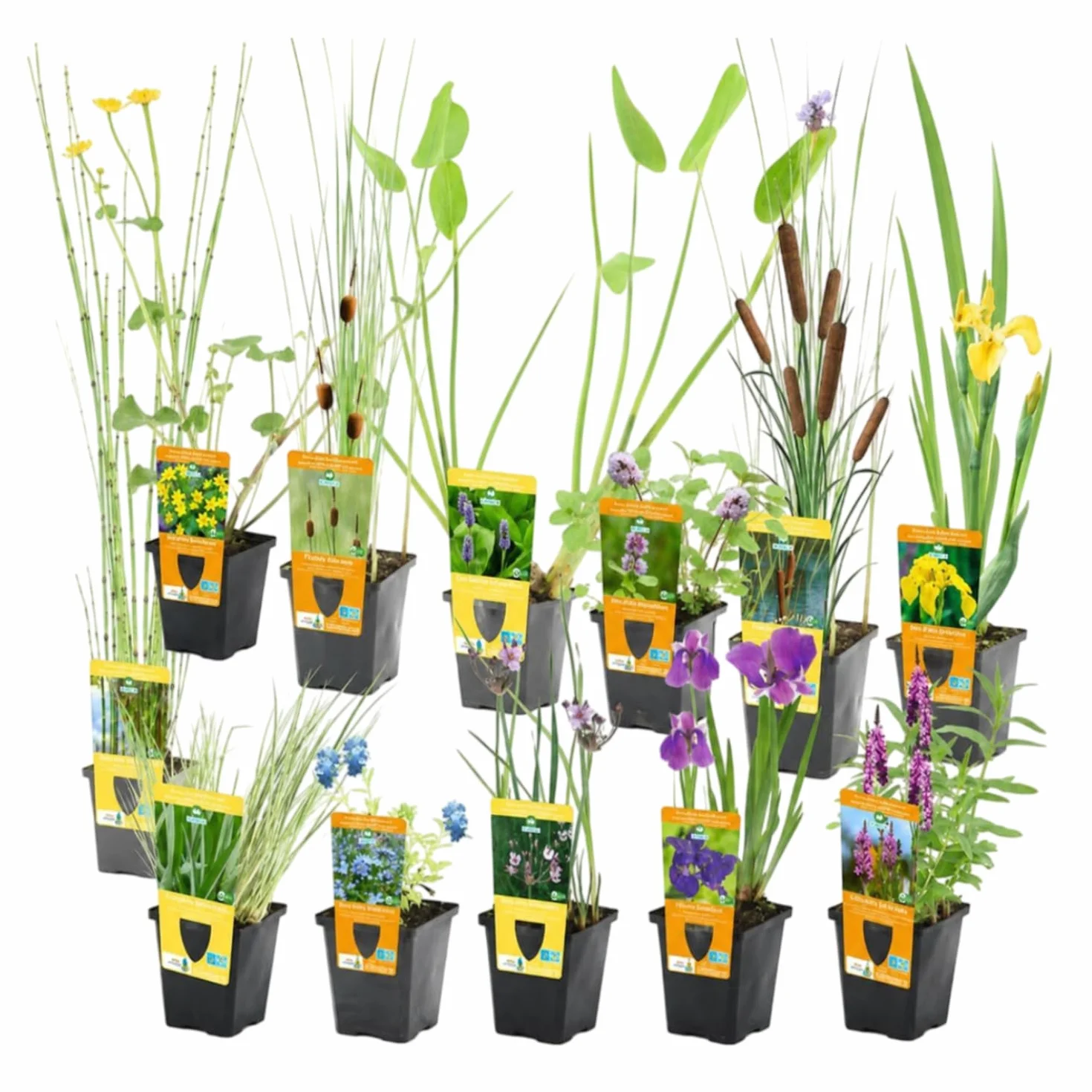vdvelde - Mix 12 Piante da Laghetto Rustiche P9 con 3 Cestini - Piante Ossigenanti - Depurative - Fiorite - Per Insetti - Pronte da Piantare - Set Completo per Laghetto