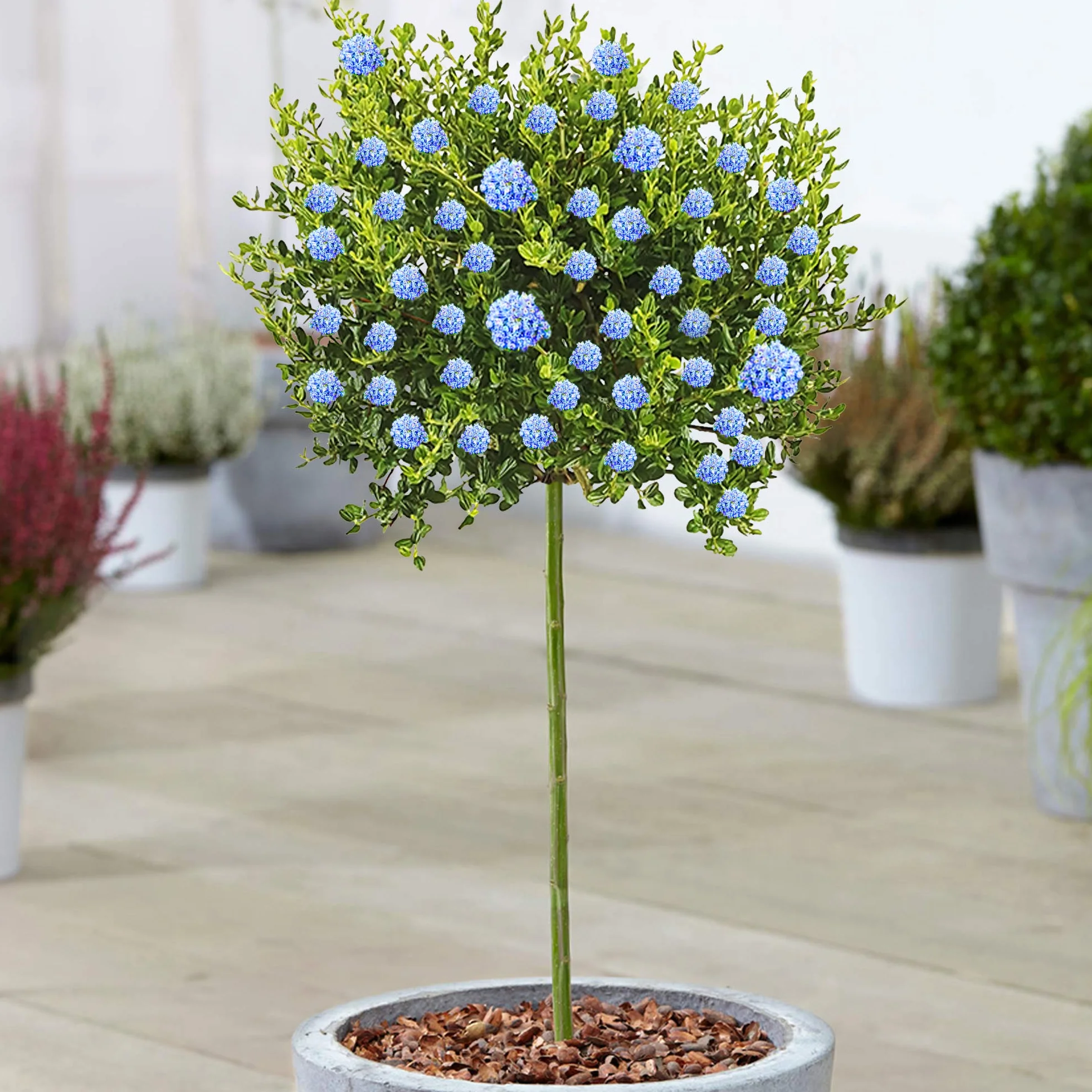 Albero Ceanothus Victoria | Alberi di Lilacca Californiana in Vaso per Piccoli Giardini.