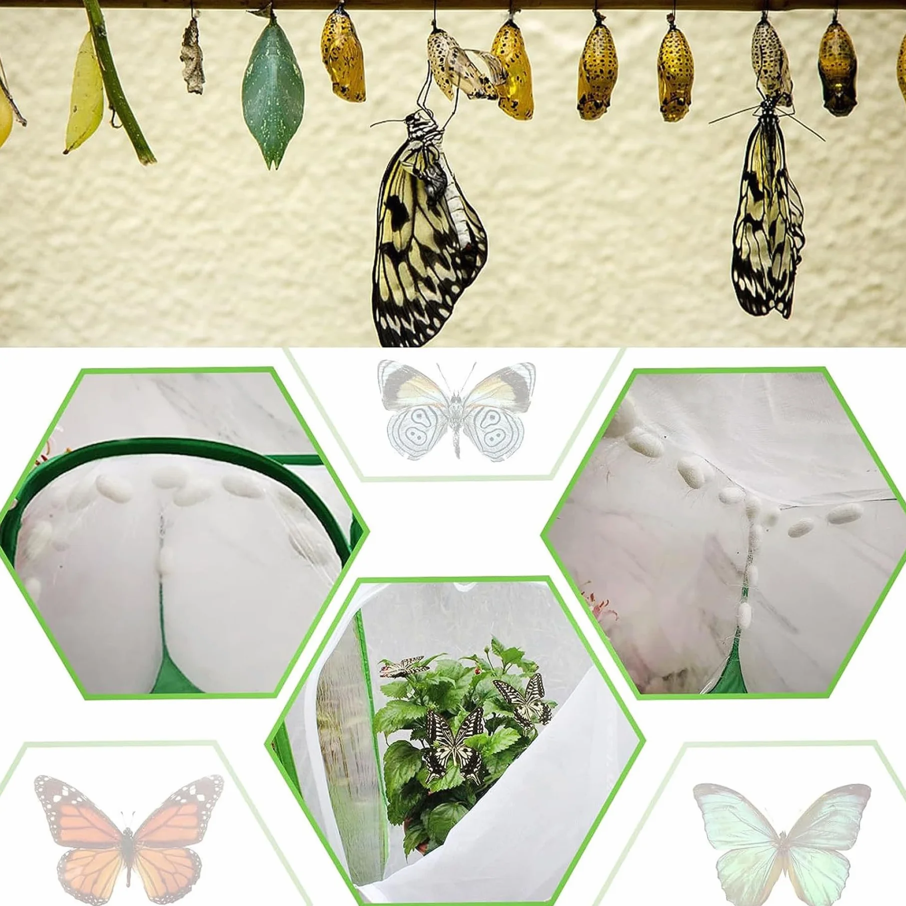 Gabbia per Farfalle con Cerniera, Recinzione a Rete Ultra fine, Habitat Pop-up per Piante