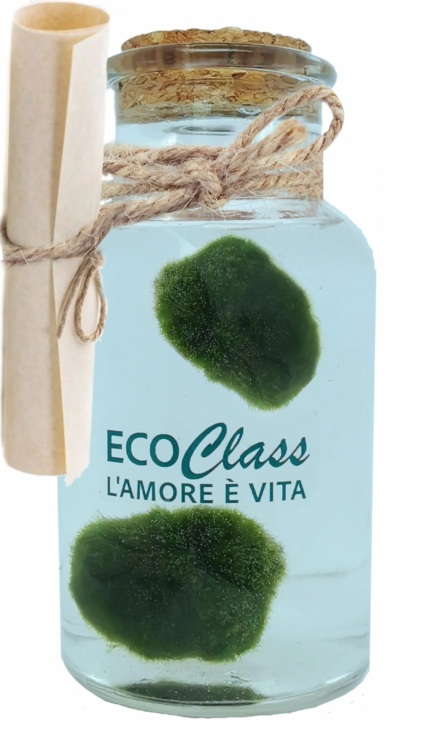 Coppia di Marimo selezionati e puliti in bottiglia di vetro da 500 ml con istruzioni di mantenimento e cenni storici