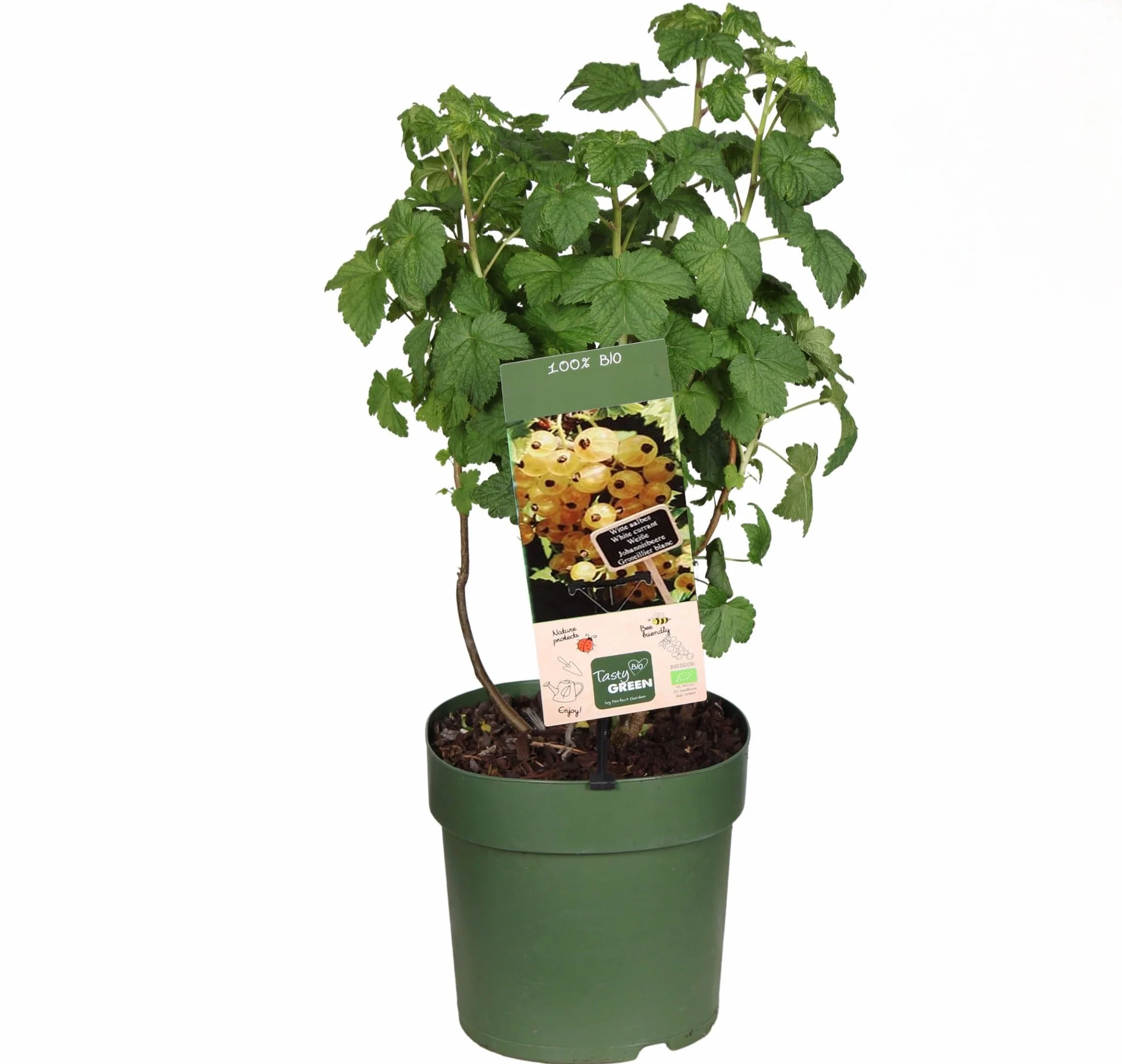 Ribes bianco frutti di bosco pianta in vaso ø18 cm Vivaio di Castelletto