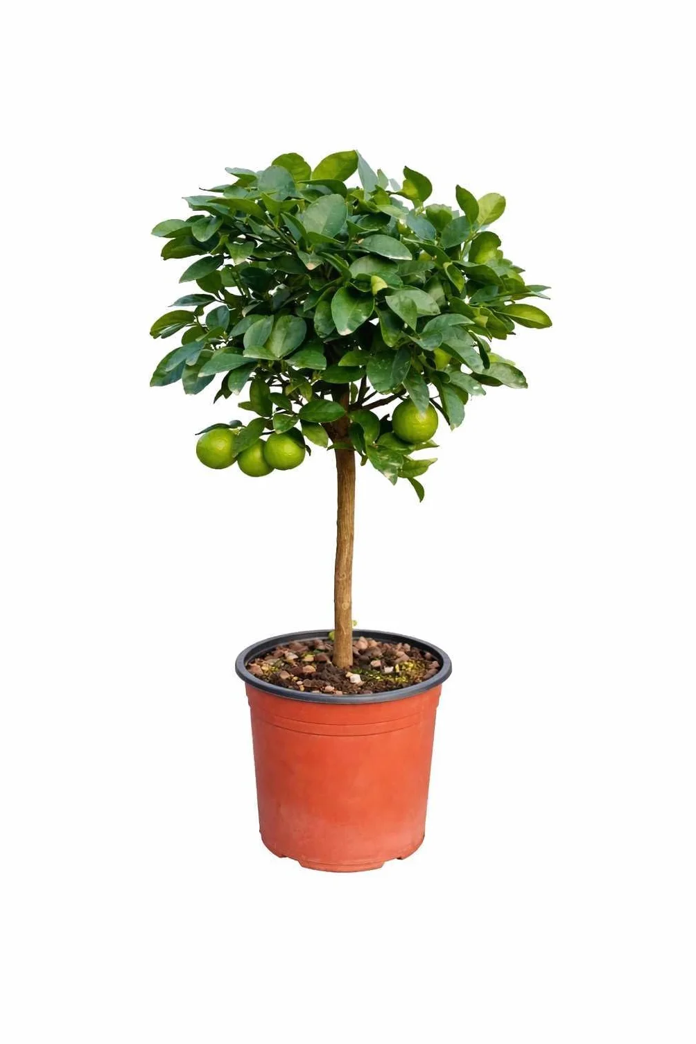 Pianta di Lime del Mexico (vaso - 20) - Immagine reale