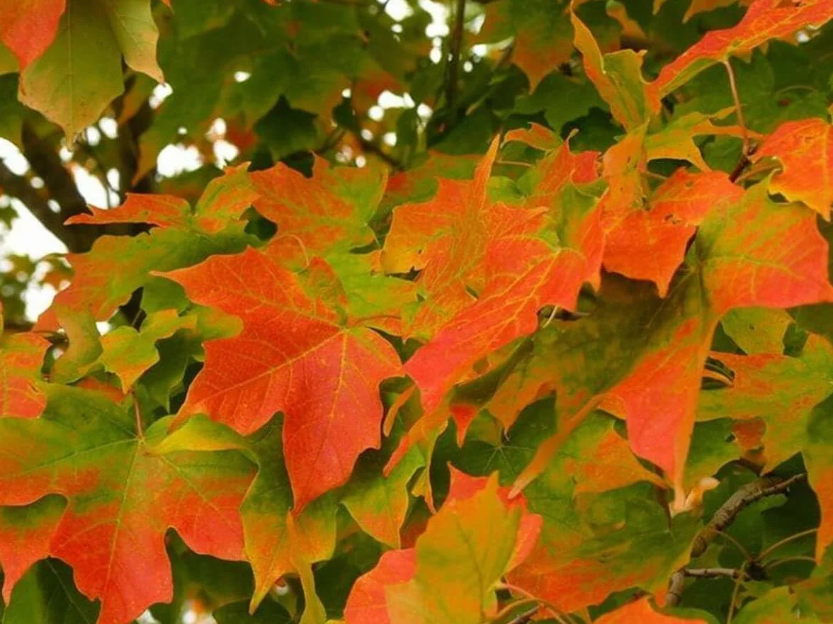 Acero campestre "Acer campestre" pianta in vaso ø18 cm h. 160/200 cm Vivaio di Castelletto