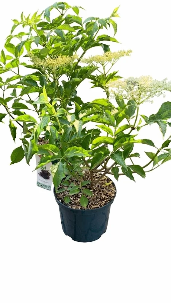 1 Piante di Sambuco (varietà HASCHBERG) - Sambucus Nigra su vaso cm 23 MODIPITRE