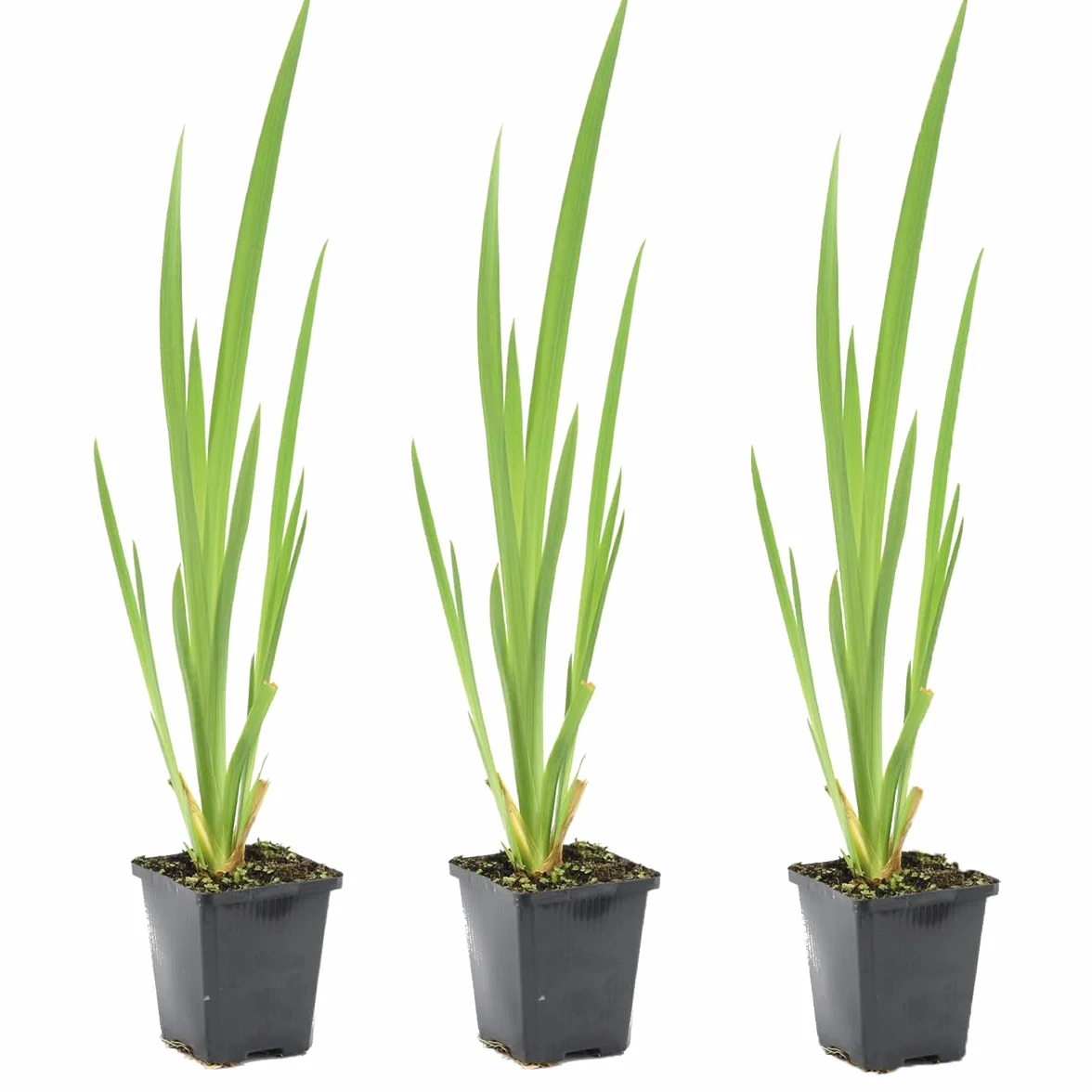 Bloomique - Set di 3 - Iris Pseudacorus - Giaggiolo Giallo - Pianta Acquatica - Pianta da Stagno - Resistente al Freddo - Alte 20-30 cm - Vaso 9 cm