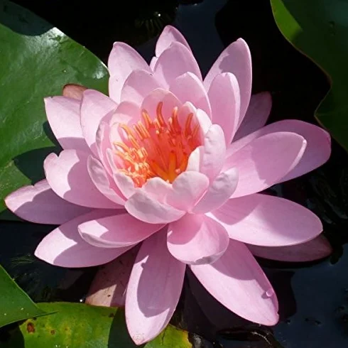 NINFEA COLORATA RUSTICA RESISTENTE (ROSA)