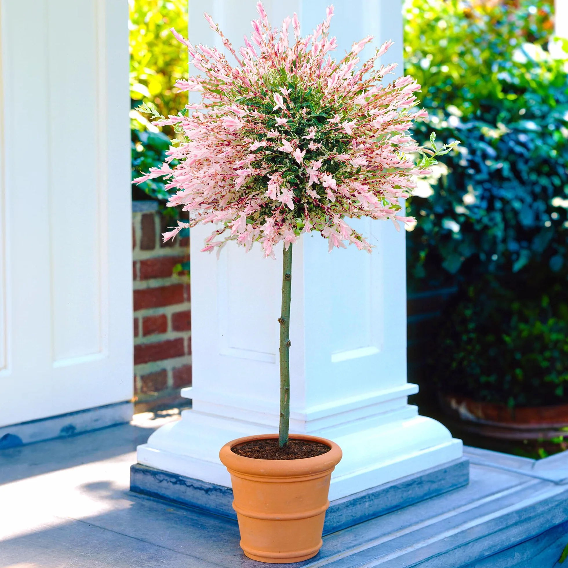 Salix Integra 'Hakuro Nishiki' Pianta | Albero da giardino nano Flamingo Patio | 2-3ft
