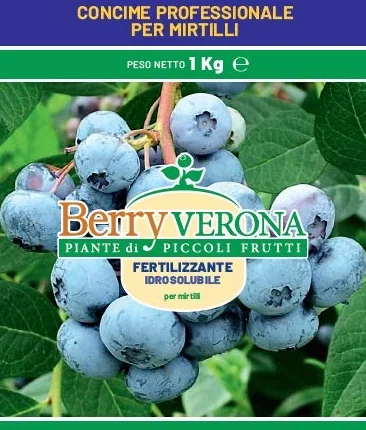 Pianta di mirtillo gigante americano (CONCIME PROFESSIONALE PER MIRTILLI)