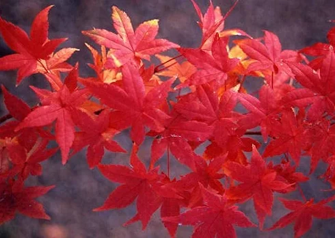 Acero rosso giapponese "Acero palmatum Momiji" pianta in alveolo h.1 metro e oltre Vivaio di Castelletto