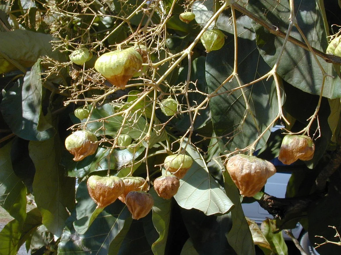 10 semi - Tectona grandis - Teak