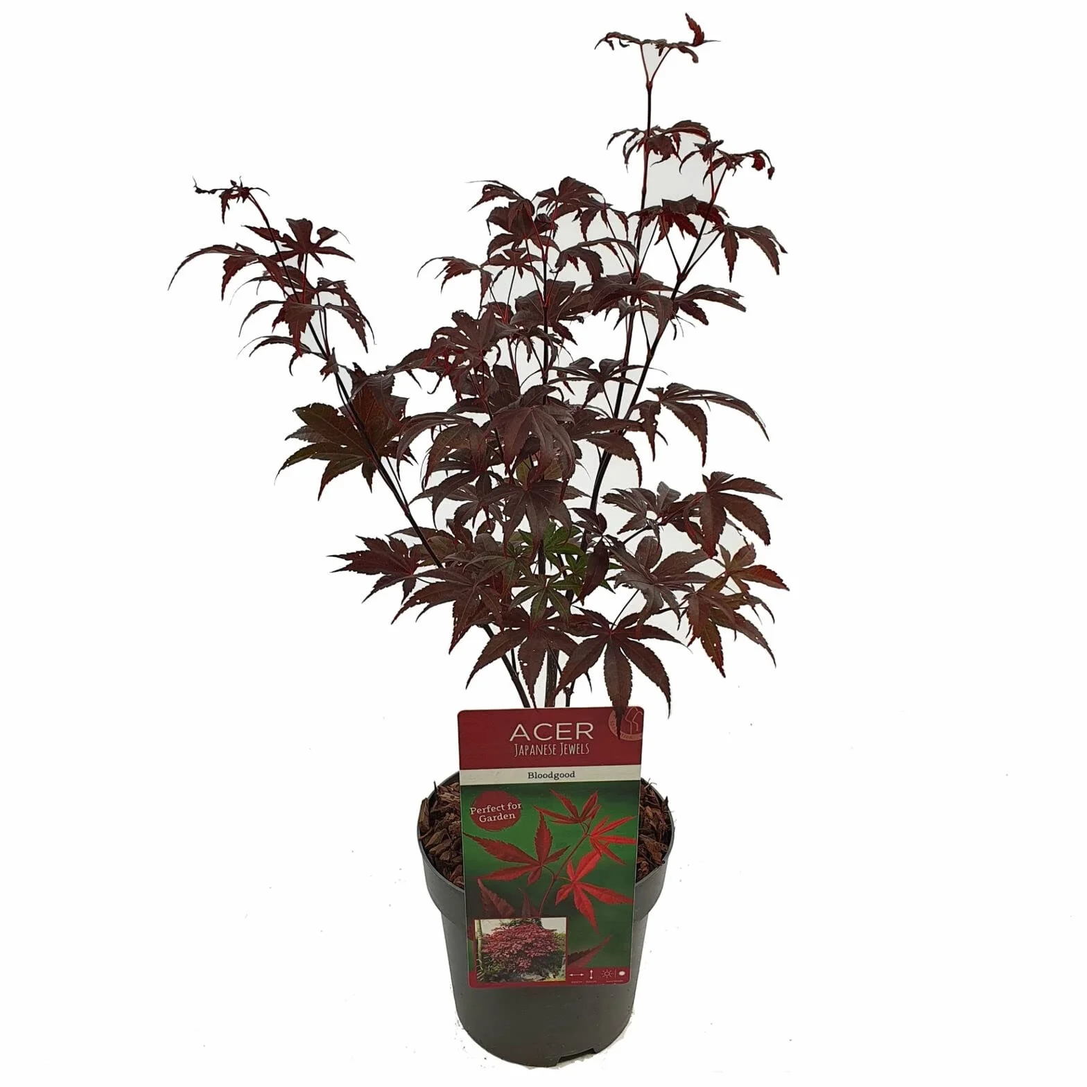 Acero rosso giapponese "Acero palmatum Bloodgood" pianta innestata in vaso 2 litri Vivaio di Castelletto