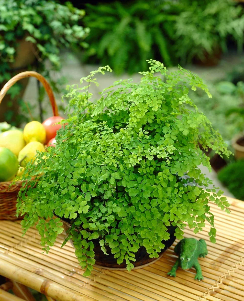1 PIANTA DI ADIANTUM RADDIANUM FRAGRANS VASO 12CM PIANTA DA APPARTAMENTO