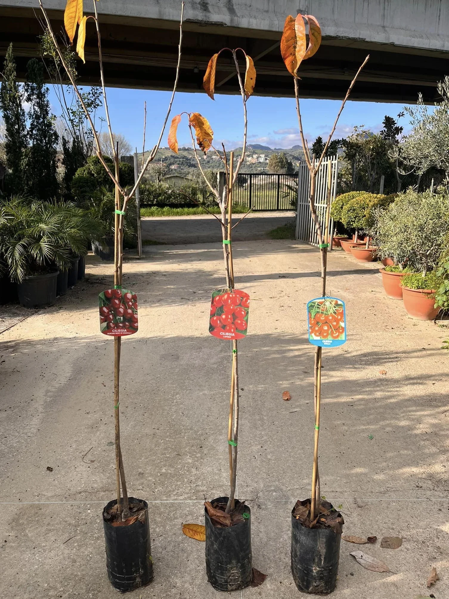 Piante di Ciliegio, piante da frutto (Durone Nero di Vignola I)