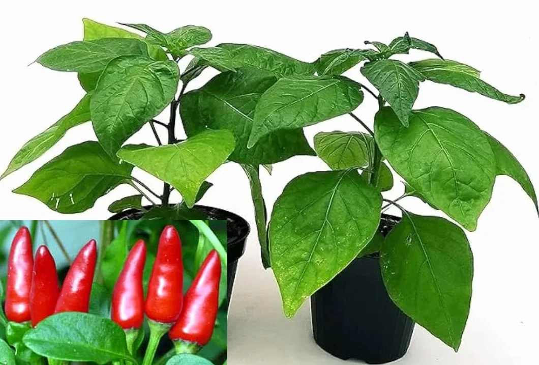 POWERS TO FLOWERS - PEPERONCINO PICCANTE DIAVOLO CALABRESE, 2 PIANTE, Vaso 10cm, piante vere